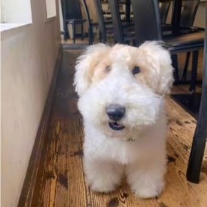 Meet your Posher, Emmu